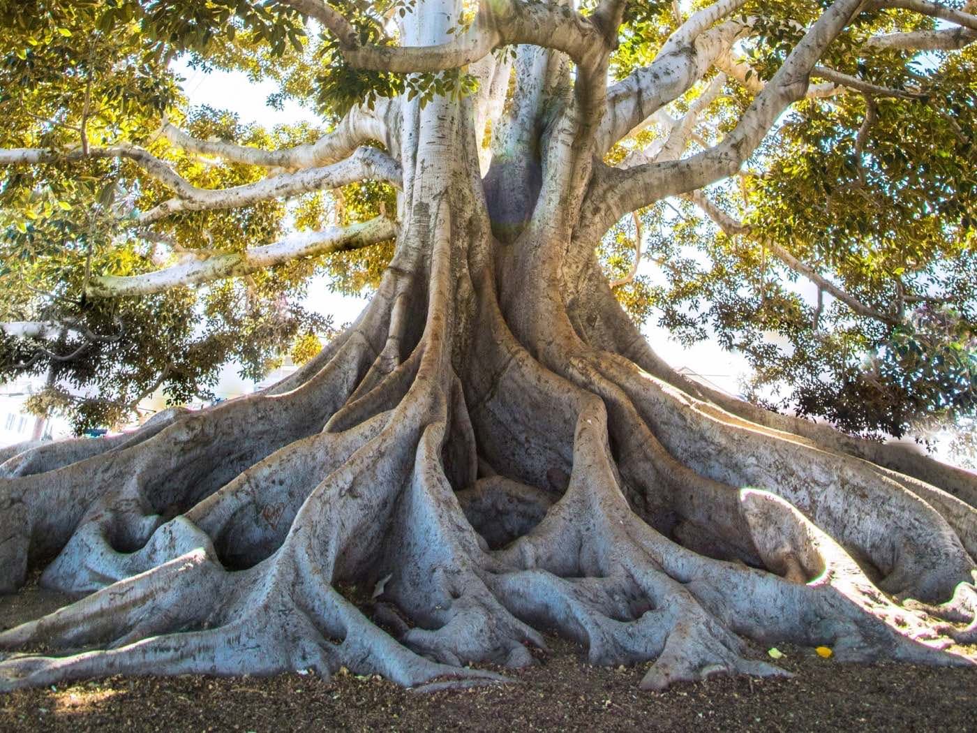 Le pied d'un grand figuier : un tronc unique, des racines et des branches qui s'étendent tout autour.